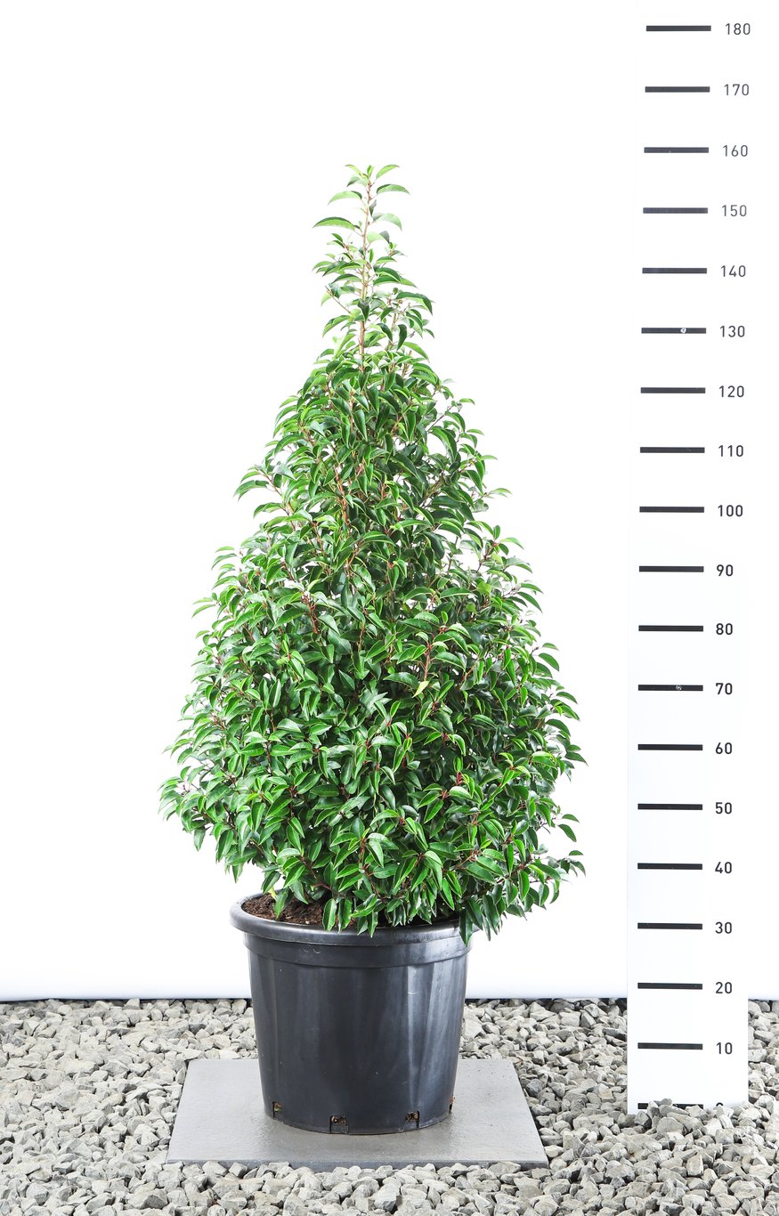 Prunus lus. 'Angustifolia' - 100-120 CM Piramide Cont.